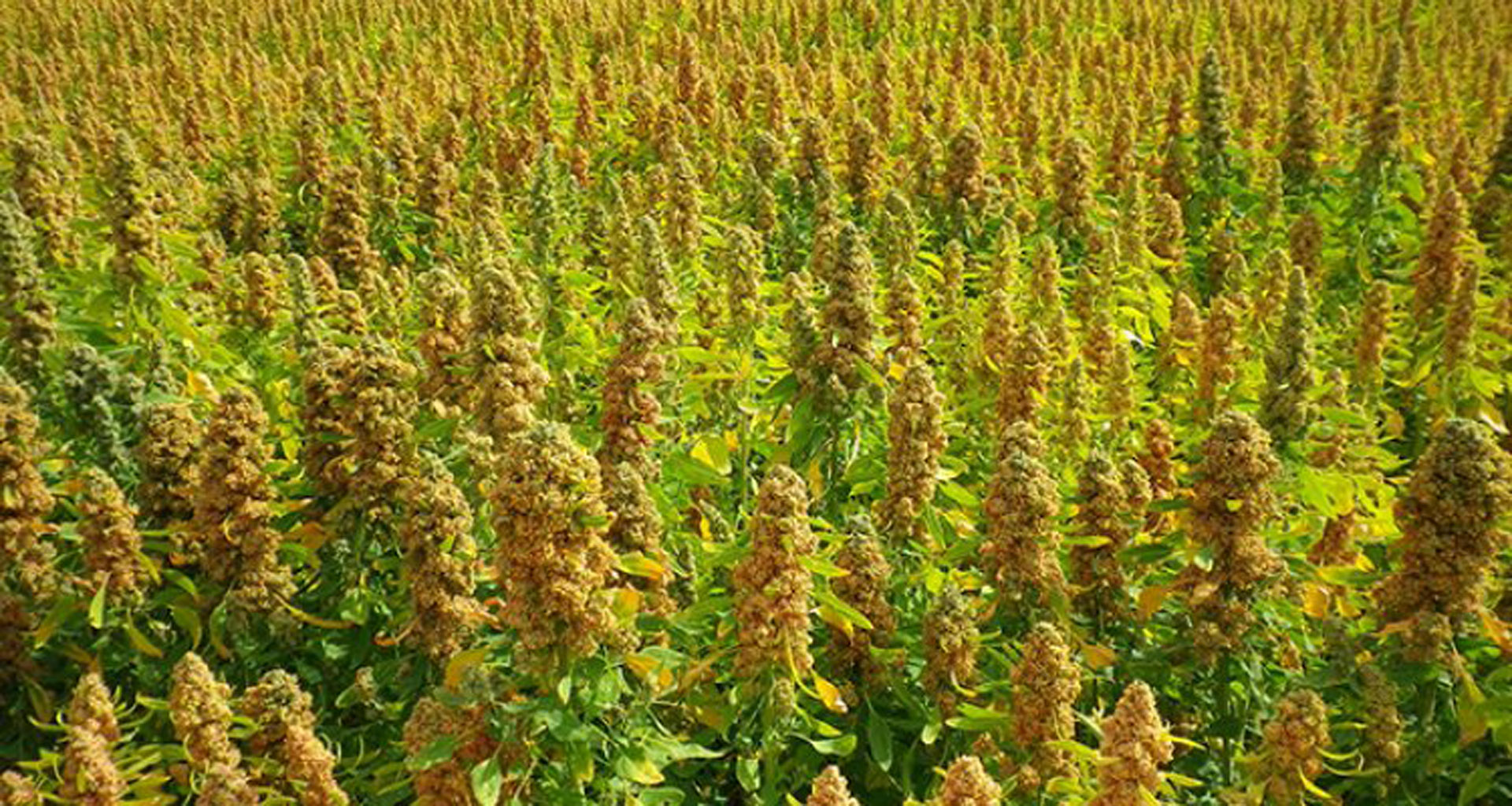 Quinoa plant